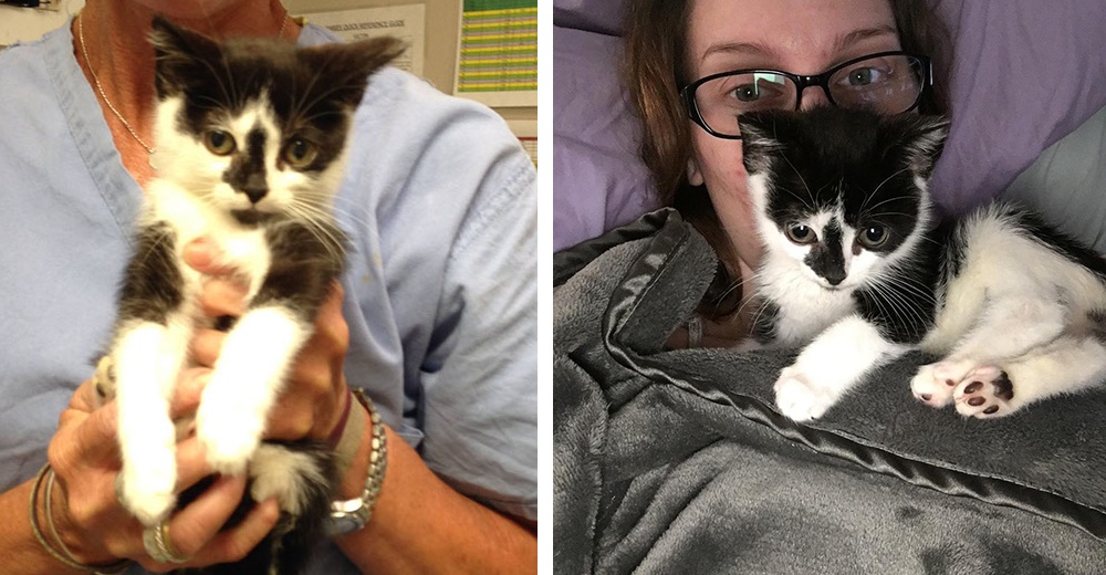 Nadie quería a este gatito especial, ahora tiene una familia nueva y un futuro prometedor Nadie quería a este gatito especial, ahora tiene una familia nueva y un futuro prometedor