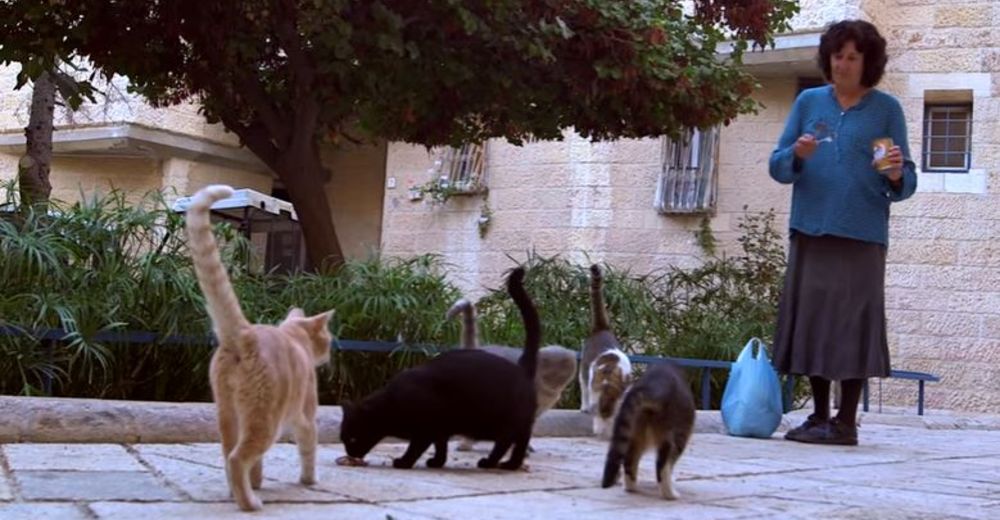La auténtica «Cat Lady» vive en Jerusalén y ha salvado a más de 600 gatos sin hogar La auténtica «Cat Lady» vive en Jerusalén y ha salvado a más de 600 gatos sin hogar