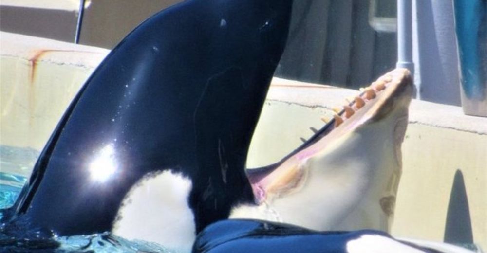 Se revela la verdadera causa de la muerte de Kasatka, la orca de 40 años de SeaWorld Se revela la verdadera causa de la muerte de Kasatka, la orca de 40 años de SeaWorld
