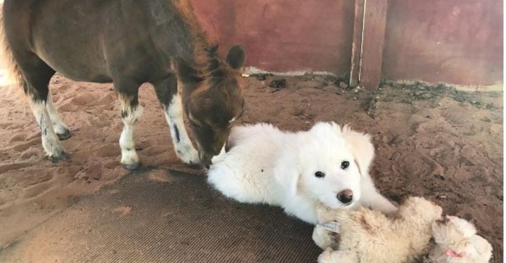 Chloe y Caliber son diferentes, pero están causando revuelo por su particular amistad Chloe y Caliber son diferentes, pero están causando revuelo por su particular amistad