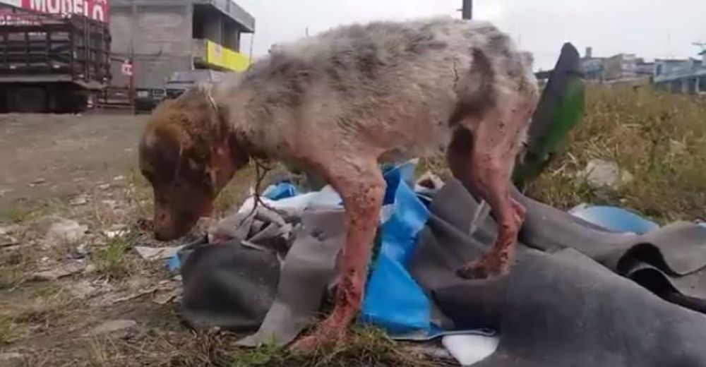 Campeón había perdido todas las ganas de vivir hasta que alguien llegó para cambiarlo Campeón había perdido todas las ganas de vivir hasta que alguien llegó para cambiarlo