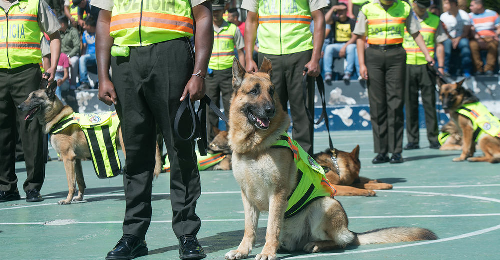 Estos perros han sido jubilados de ser héroes policías durante 8 años y ahora serán adoptados Estos perros han sido jubilados de ser héroes policías durante 8 años y ahora serán adoptados