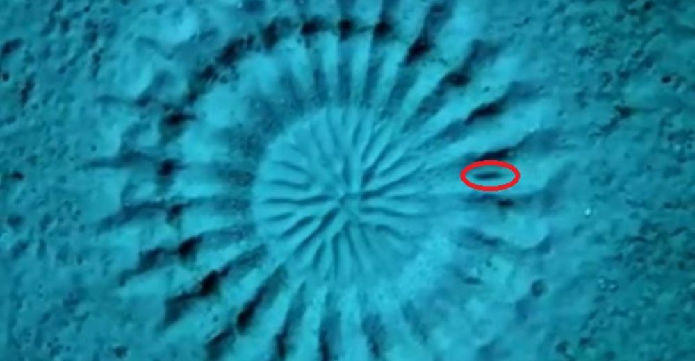 Este pequeño animal es capaz de crear obras de arte submarinas con un objetivo muy curioso Este pequeño animal es capaz de crear obras de arte submarinas con un objetivo muy curioso