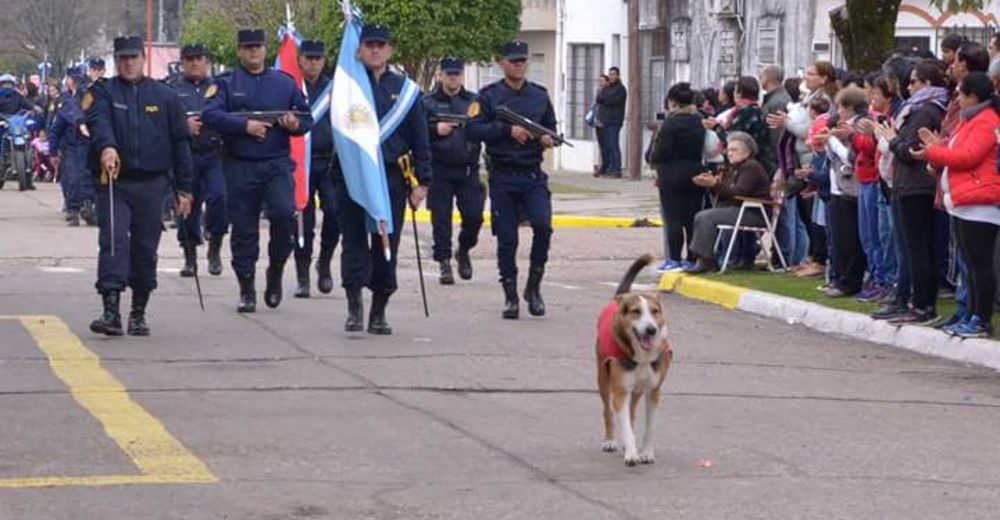 Este perro sin hogar encabezó un desfile tras demostrar su valor en un acto que nadie esperaba Este perro sin hogar encabezó un desfile tras demostrar su valor en un acto que nadie esperaba