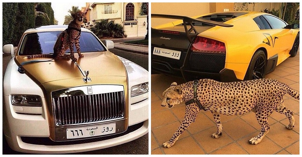 Así viven muchos animales salvajes entre el lujo de los jóvenes más ricos de Arabia Saudita