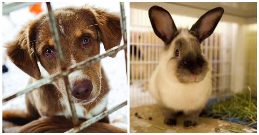 En Vancouver aprueban una ley que prohíbe la venta de animales en establecimientos comerciales
