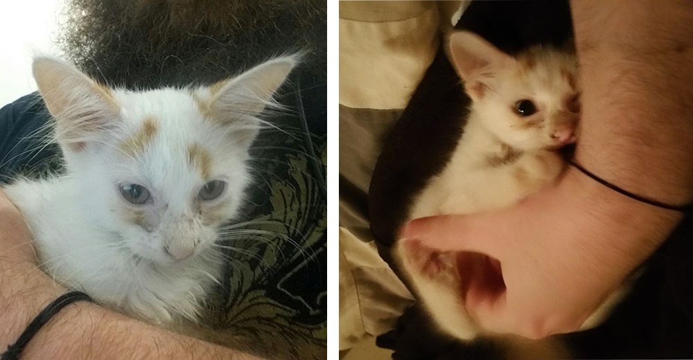 Este hombre encontró un gatito en medio de una calle transitada e hizo todo para salvarlo Este hombre encontró un gatito en medio de una calle transitada e hizo todo para salvarlo