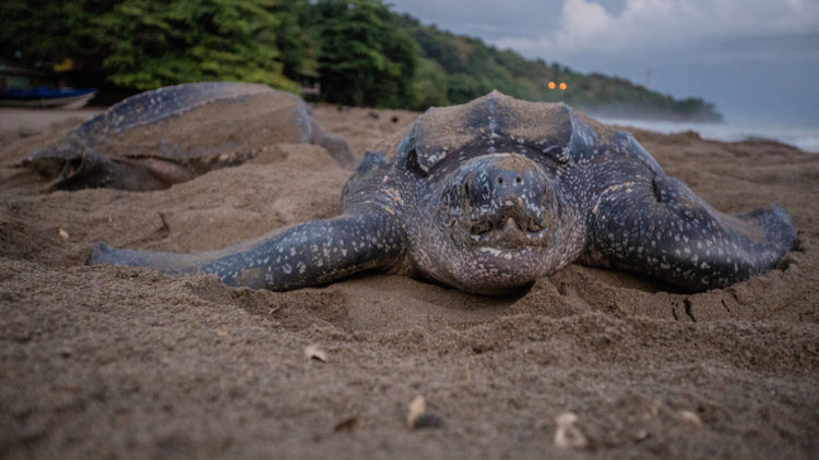 tortuga laud 700 kg aparece muerta playa española españa barceona calella maresme mar mediterraneo mas grande mundo segunda primera raro rarisimo fenomeno grua montacargas mover universidad autonoma de carcelona agents rurals departamente de agricultura giant leatherback turtle found dead in spanish beach strange out of area