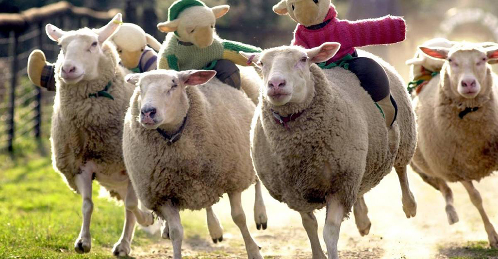 Cancelan una tradicional carrera de ovejas en Escocia gracias a una petición Cancelan una tradicional carrera de ovejas en Escocia gracias a una petición