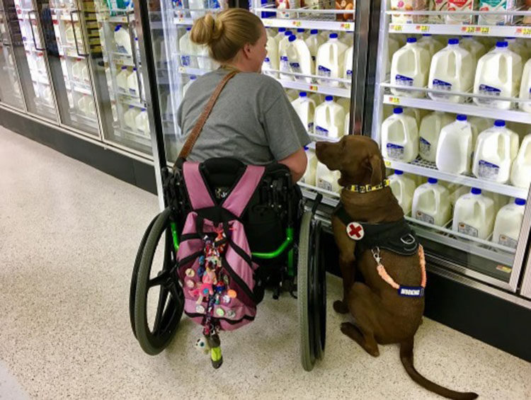 Можно ходить с собаками в магазин. Инвалид в магазине. Собака в магазине. Собаки для людей с ограниченными возможностями. Собака ходит в магазин за продуктами.