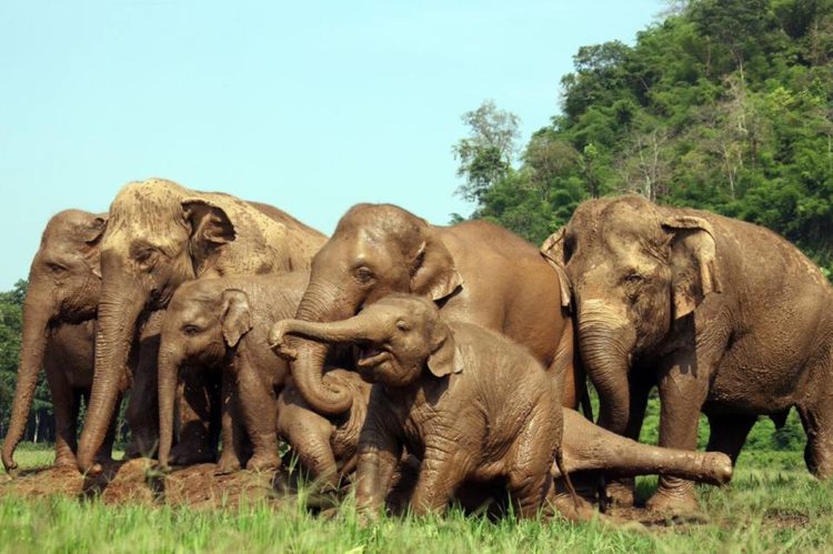 estampida de elefantes manada corre a saludar al nuevo bebe Dok Geaw Elephant Nature Park rescate huerfano rescue orfan asian elefant