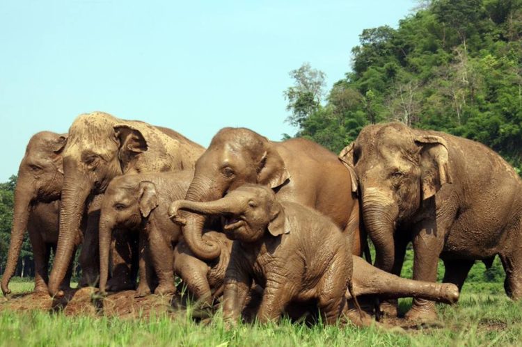 estampida de elefantes manada corre a saludar al nuevo bebe Dok Geaw Elephant Nature Park rescate huerfano rescue orfan asian elefant 