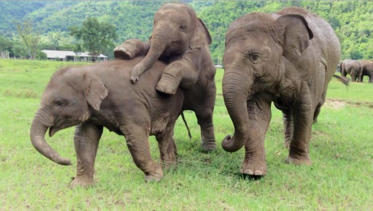 estampida de elefantes manada corre a saludar al nuevo bebe Dok Geaw Elephant Nature Park rescate huerfano rescue orfan asian elefant 