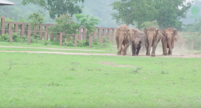 estampida de elefantes manada corre a saludar al nuevo bebe Dok Geaw Elephant Nature Park rescate huerfano rescue orfan asian elefant 