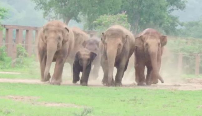 estampida de elefantes manada corre a saludar al nuevo bebe Dok Geaw Elephant Nature Park rescate huerfano rescue orfan asian elefant 