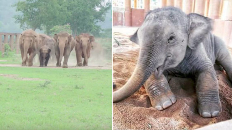 estampida de elefantes manada corre a saludar al nuevo bebe Dok Geaw Elephant Nature Park rescate huerfano rescue orfan asian elefant 