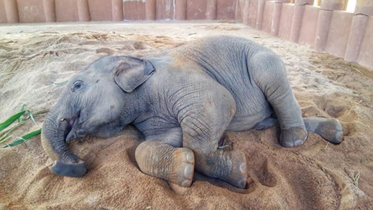 estampida de elefantes manada corre a saludar al nuevo bebe Dok Geaw Elephant Nature Park rescate huerfano rescue orfan asian elefant 