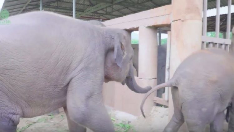 estampida de elefantes manada corre a saludar al nuevo bebe Dok Geaw Elephant Nature Park rescate huerfano rescue orfan asian elefant 