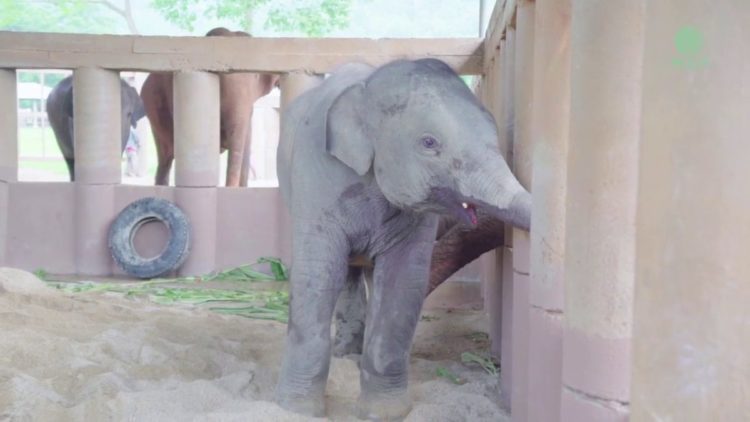 estampida de elefantes manada corre a saludar al nuevo bebe Dok Geaw Elephant Nature Park rescate huerfano rescue orfan asian elefant 