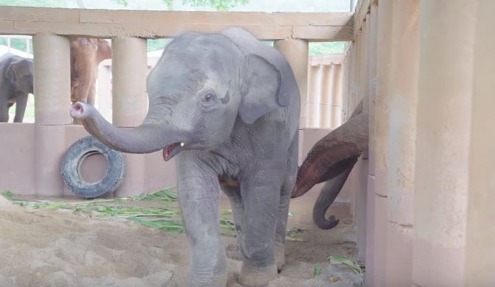 estampida de elefantes manada corre a saludar al nuevo bebe Dok Geaw Elephant Nature Park rescate huerfano rescue orfan asian elefant 