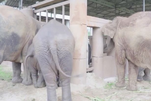estampida de elefantes manada corre a saludar al nuevo bebe Dok Geaw Elephant Nature Park rescate huerfano rescue orfan asian elefant 