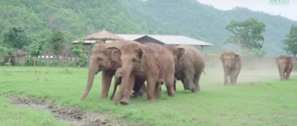 estampida de elefantes manada corre a saludar al nuevo bebe Dok Geaw Elephant Nature Park rescate huerfano rescue orfan asian elefant 