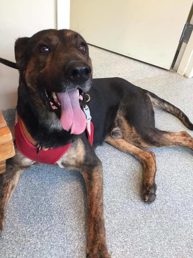 perro paralizado camina busca hogar Hugey Rescue Dogs Rock NYC pastor aleman discospondylitis perros rescatados inspirador emocionante animal activismo