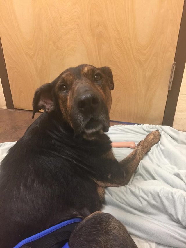 perro paralizado camina busca hogar Hugey Rescue Dogs Rock NYC pastor aleman discospondylitis perros rescatados inspirador emocionante animal activismo