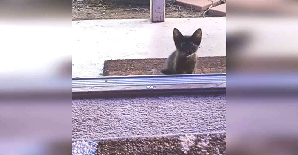 Esta gatita esperó pacientemente hasta que alguien le abrió la puerta para suplicar ayuda