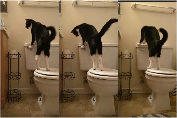 crazy eyes gato loco bota agua inodoro costosa factura de agua dueño descubre gastos hogar gato baja la poseta WC bota el agua