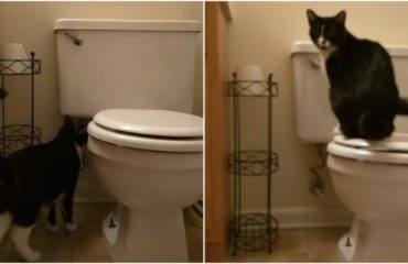crazy eyes gato loco bota agua inodoro costosa factura de agua dueño descubre gastos hogar gato baja la poseta WC bota el agua