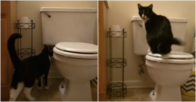 crazy eyes gato loco bota agua inodoro costosa factura de agua dueño descubre gastos hogar gato baja la poseta WC bota el agua