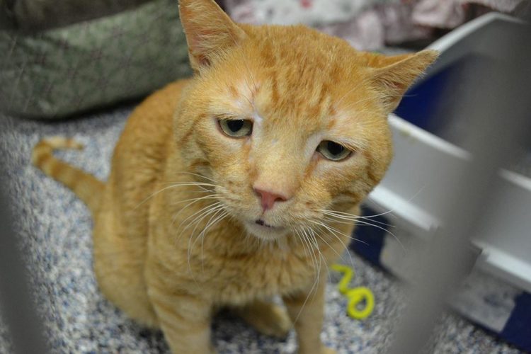 Lollypop Farm, the Humane Society of Greater Rochester nutmeg el gato mas triste del mundo saddest cat in the world encuentra hogar adoptado finds home sonrie smile