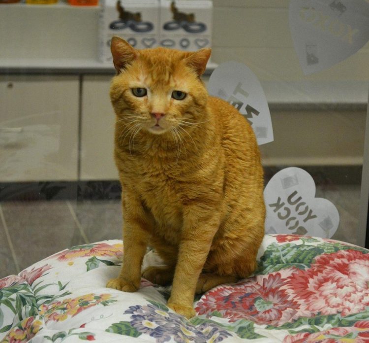 Lollypop Farm, the Humane Society of Greater Rochester nutmeg el gato mas triste del mundo saddest cat in the world encuentra hogar adoptado finds home sonrie smile