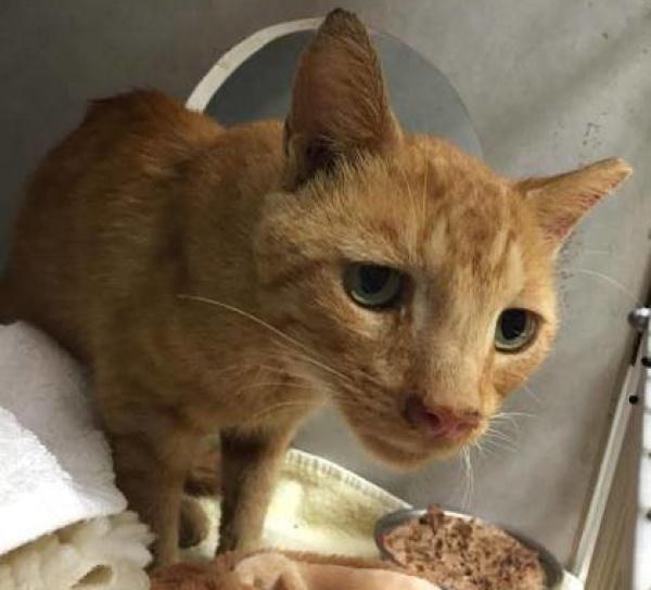 Lollypop Farm, the Humane Society of Greater Rochester nutmeg el gato mas triste del mundo saddest cat in the world encuentra hogar adoptado finds home sonrie smile