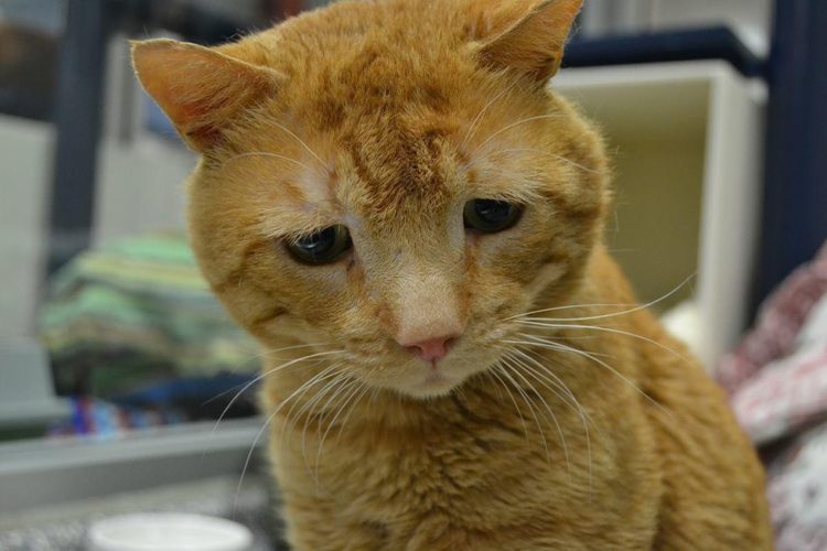 Lollypop Farm, the Humane Society of Greater Rochester nutmeg el gato mas triste del mundo saddest cat in the world encuentra hogar adoptado finds home sonrie smile