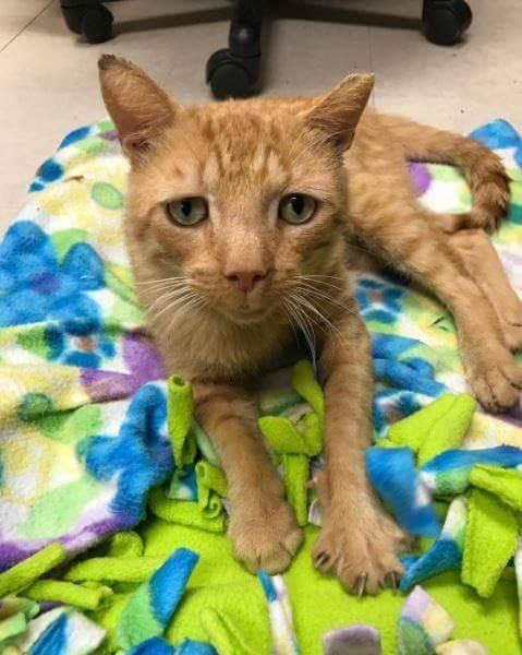 Lollypop Farm, the Humane Society of Greater Rochester nutmeg el gato mas triste del mundo saddest cat in the world encuentra hogar adoptado finds home sonrie smile