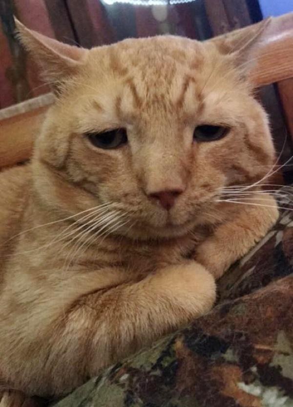 Lollypop Farm, the Humane Society of Greater Rochester nutmeg el gato mas triste del mundo saddest cat in the world encuentra hogar adoptado finds home sonrie smile