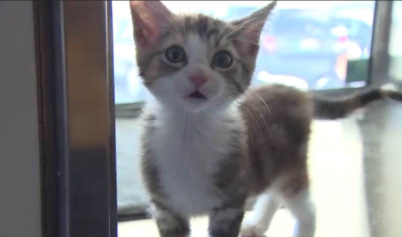 El gatito que soñaste va hasta tu hogar, conoce este nuevo proyecto de
