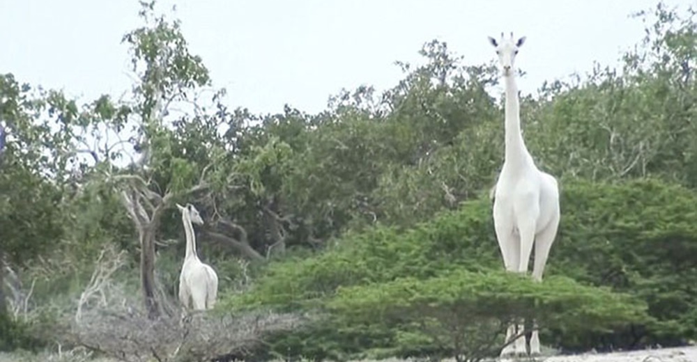 Una especie rara de jirafas blancas sorprende al mundo conservacionista en Kenia Una especie rara de jirafas blancas sorprende al mundo conservacionista en Kenia