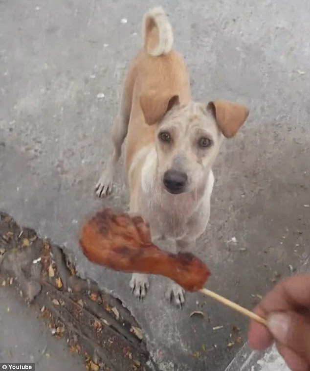 mama perra alimenta cachorros bangkok pide comida pollo persiguen encuentran hogar mom dog begs for food on the street to bring it to her pups puppies 