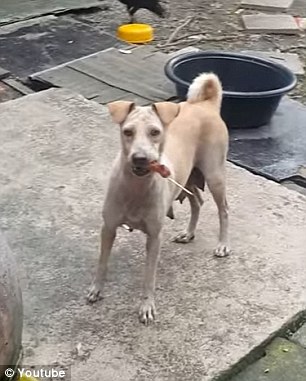 mama perra alimenta cachorros bangkok pide comida pollo persiguen encuentran hogar mom dog begs for food on the street to bring it to her pups puppies 