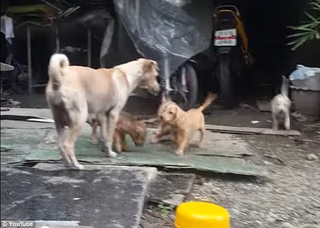 mama perra alimenta cachorros bangkok pide comida pollo persiguen encuentran hogar mom dog begs for food on the street to bring it to her pups puppies 