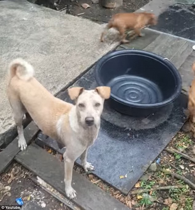 mama perra alimenta cachorros bangkok pide comida pollo persiguen encuentran hogar mom dog begs for food on the street to bring it to her pups puppies 