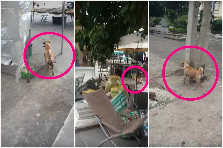 mama perra alimenta cachorros bangkok pide comida pollo persiguen encuentran hogar mom dog begs for food on the street to bring it to her pups puppies 