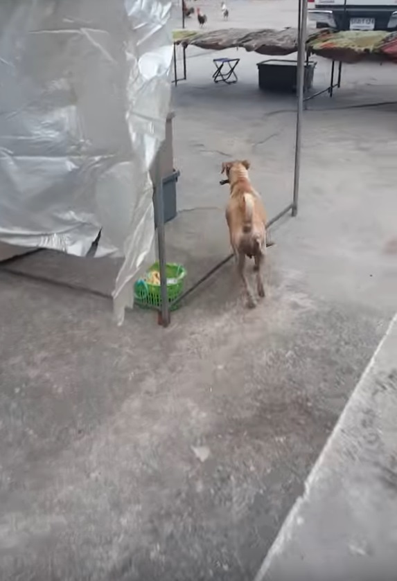 mama perra alimenta cachorros bangkok pide comida pollo persiguen encuentran hogar mom dog begs for food on the street to bring it to her pups puppies 