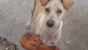 Joven alimenta una perrita que mendigaba comida, ella sale corriendo y él decide seguirla