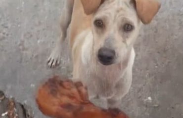 mama perra alimenta cachorros bangkok pide comida pollo persiguen encuentran hogar mom dog begs for food on the street to bring it to her pups puppies