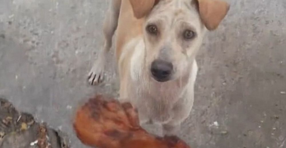 Joven alimenta una perrita que mendigaba comida, ella sale corriendo y él decide seguirla