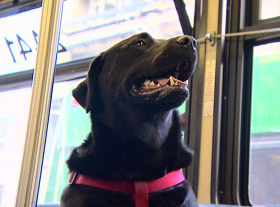 perrita eclipse viaja sola en el autobus para ir al parque Seattle eclipse eclipse dog takes rides on the bus alone seattle jeff young Mike Montgomery made the news